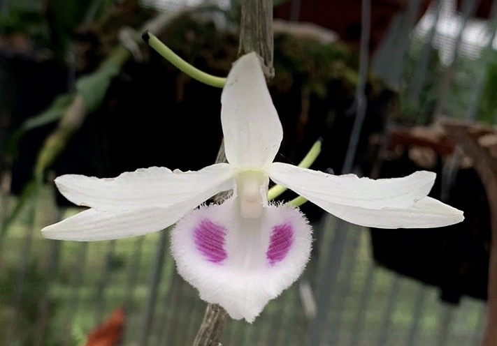 lan dot bien gia tien ty anh 3