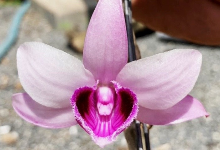 Giao dich lan dot bien tien ty co phai nop thue? hinh anh