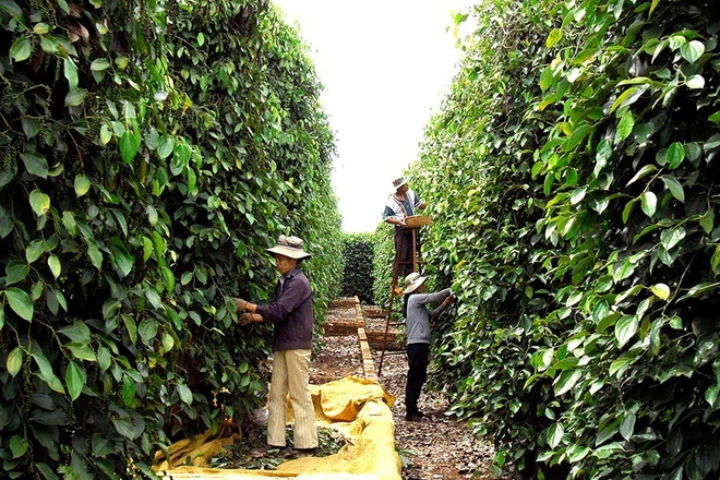 xuat khau ho tieu sang Nepal anh 1