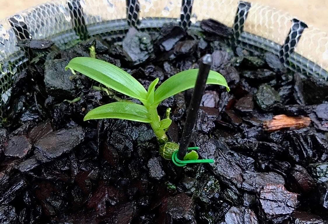 Ung ho gan 12 ty dong chong dich Covid-19 tu dau gia mam lan dot bien hinh anh