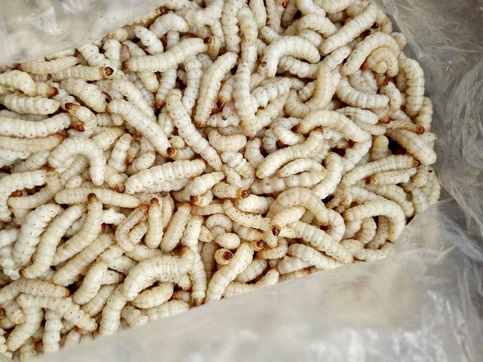 Sau tre nua trieu dong/kg hut khach hinh anh