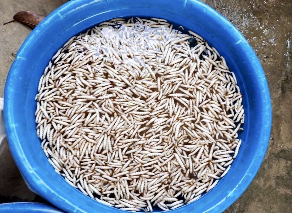 Sau tre nua trieu dong/kg hut khach anh 2