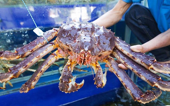 Chat luong cua hoang de gia 780.000 dong/kg ra sao? hinh anh