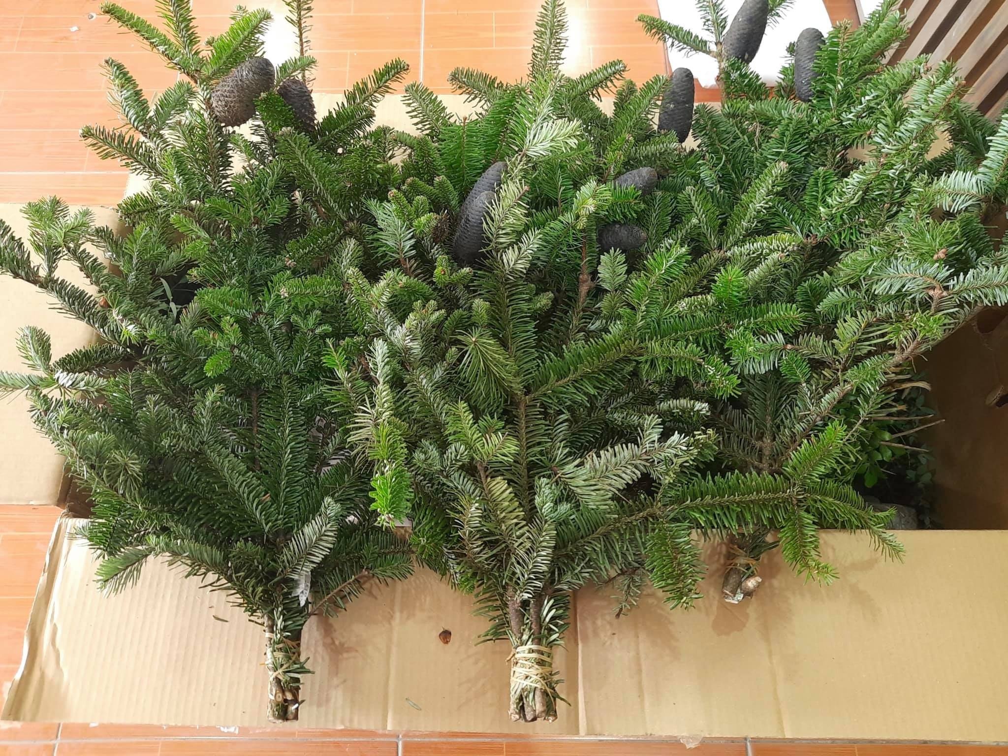 Thong tuoi gia re dat khach dip Noel anh 2