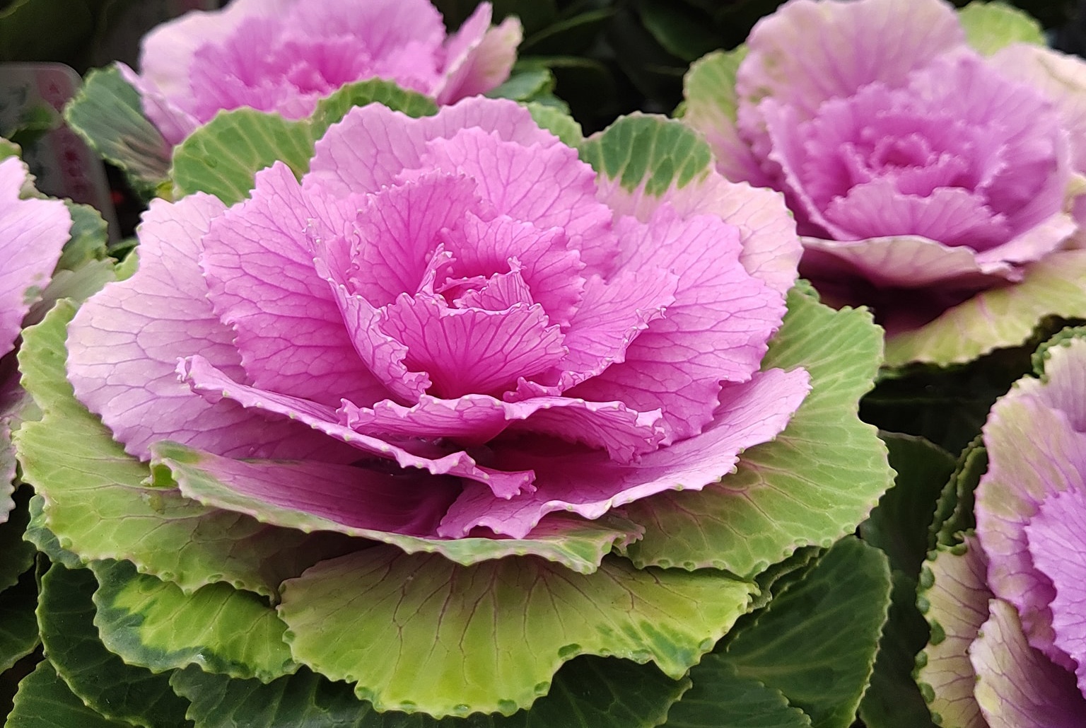 Nguoi dan san lung bap cai la Trung Quoc ve choi Tet anh 1