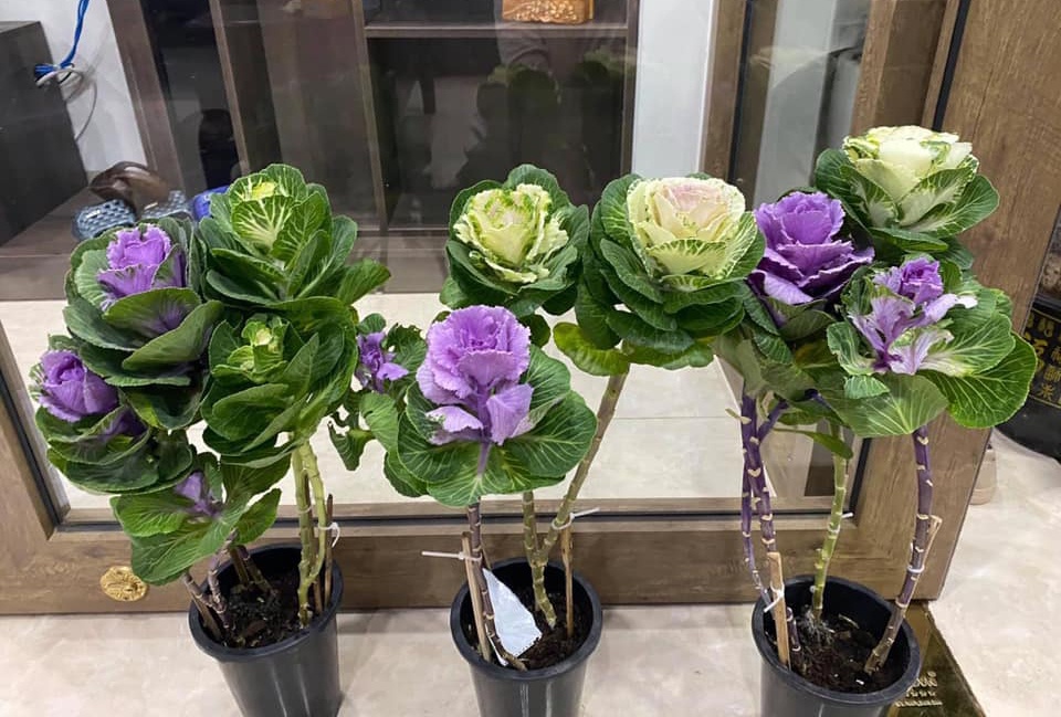 Nguoi dan san lung bap cai la Trung Quoc ve choi Tet anh 2