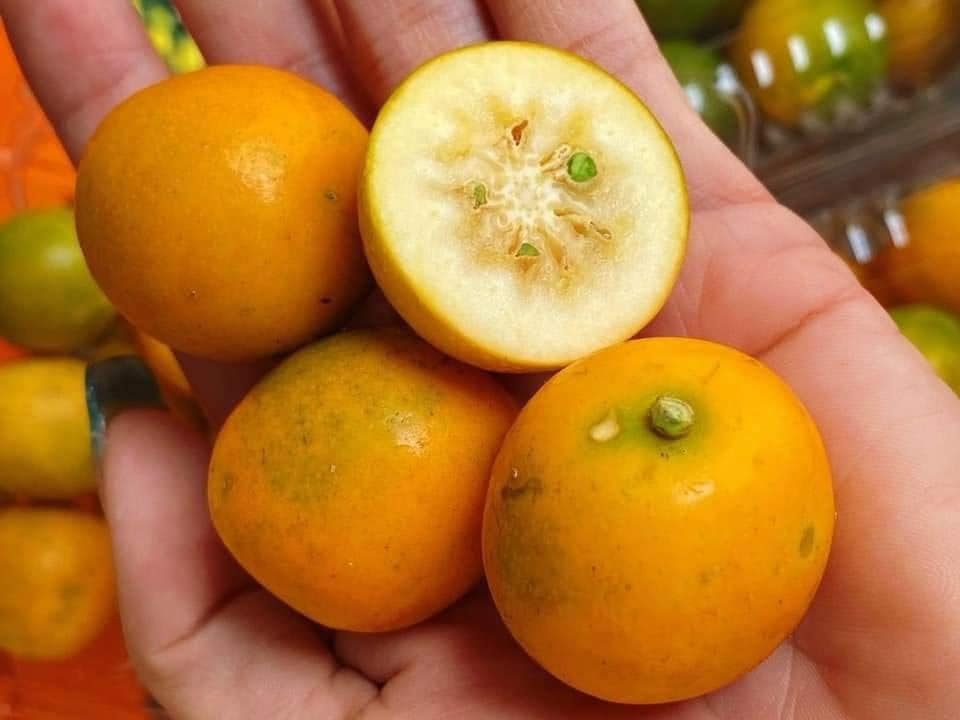 Quat Dai Loan khong mui ban chay dip dau nam hinh anh