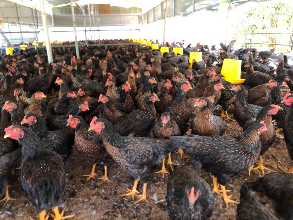 Ga Viet 'ap luc' vi ga nhap khau gia re anh 1