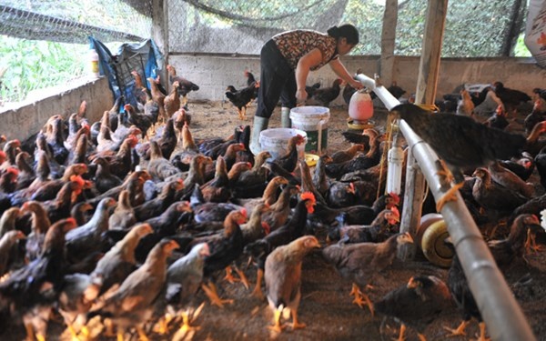 Thit ga nhap khau sieu re lan at thit ga trong nuoc hinh anh