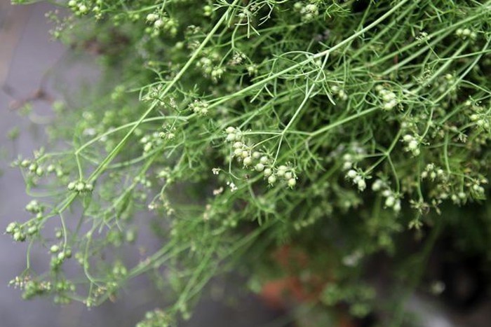 Nuoc tam la mui gia ngay Tet dat khach hinh anh