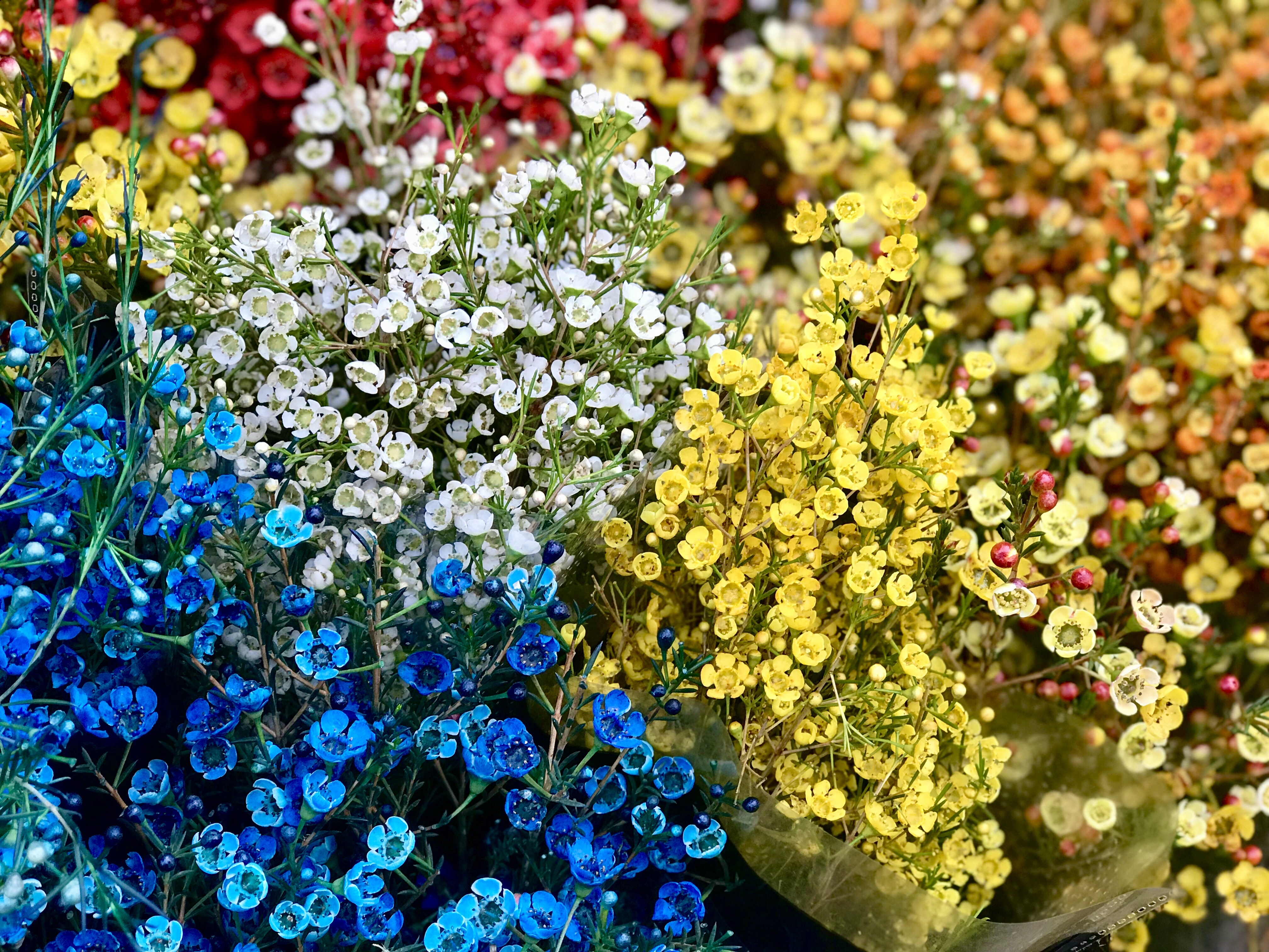 Hoa tuoi Trung Quoc lan at hoa Viet dip can Tet hinh anh