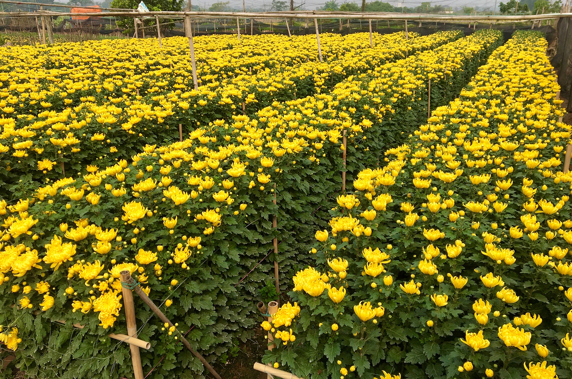 Hoa tuoi Viet Nam canh tranh hoa Trung Quoc anh 3