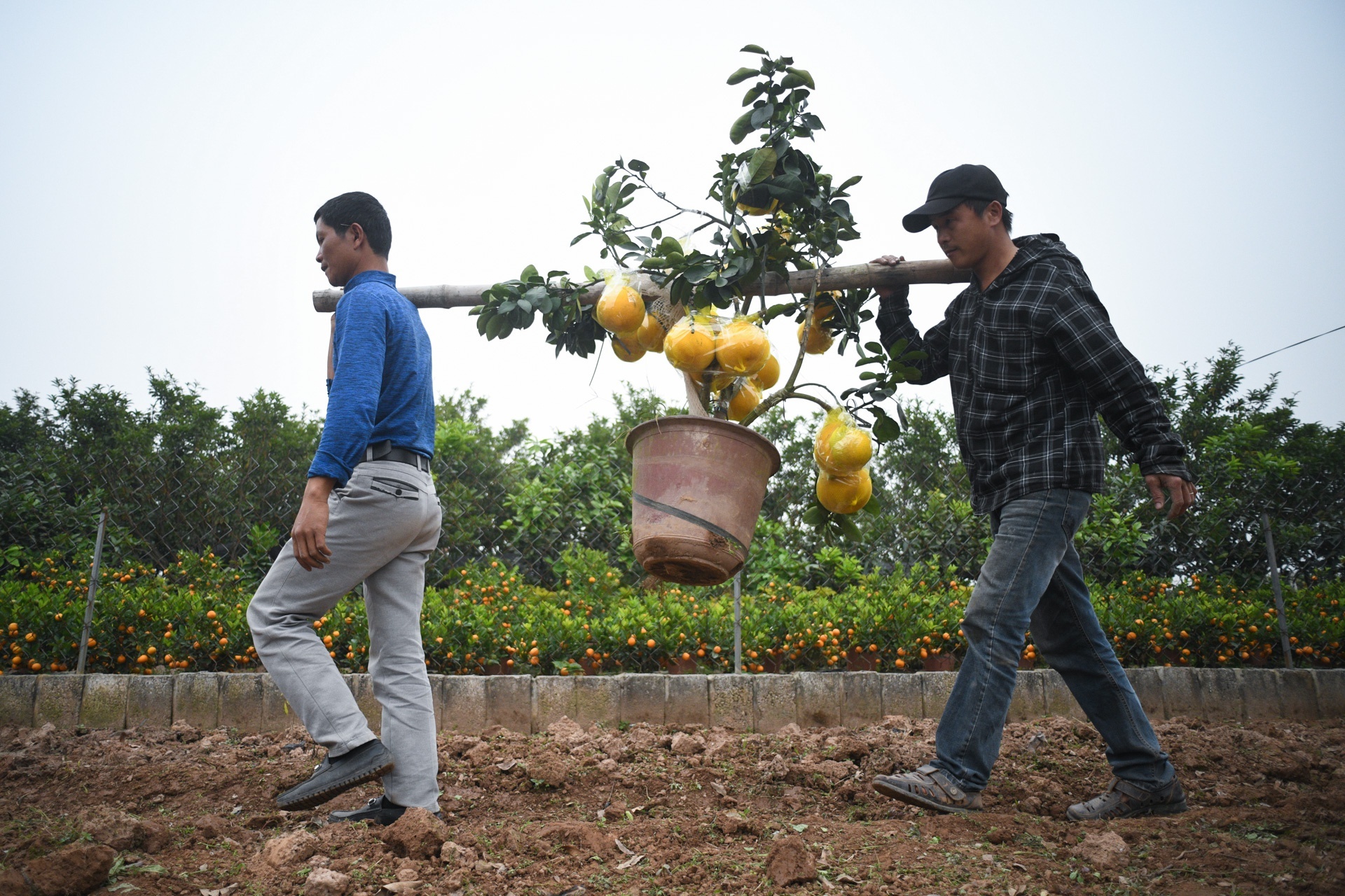 Dan buon hang Tet lo lang vi dich benh quay tro lai anh 1