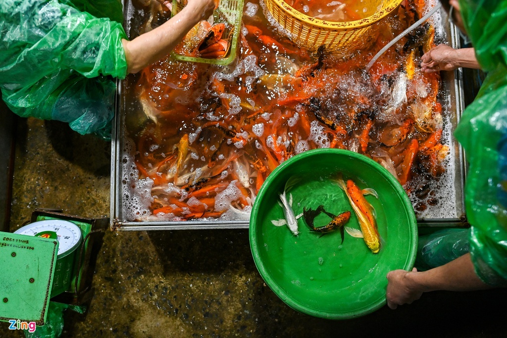 mua cá Koi tiễn ông Công ông Táo ảnh 1 mua ca Koi tien ong Cong ong Tao anh 1