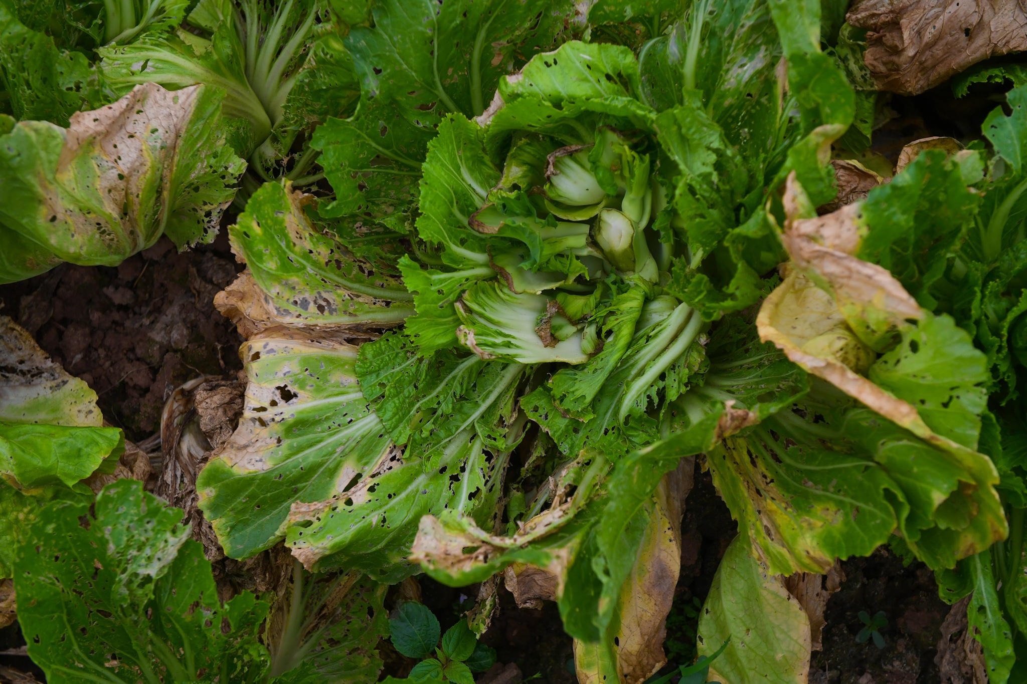 giai cuu nong san Ha Noi anh 3