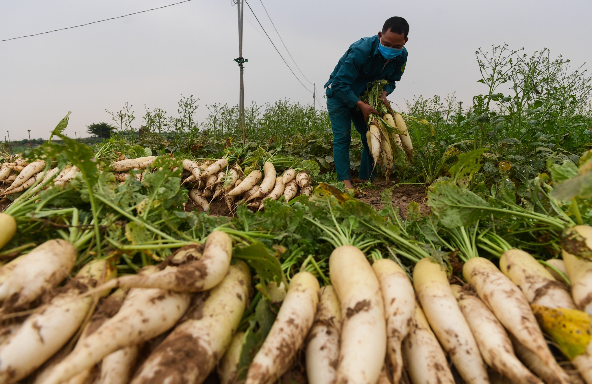 giai cuu nong san Ha Noi anh 1