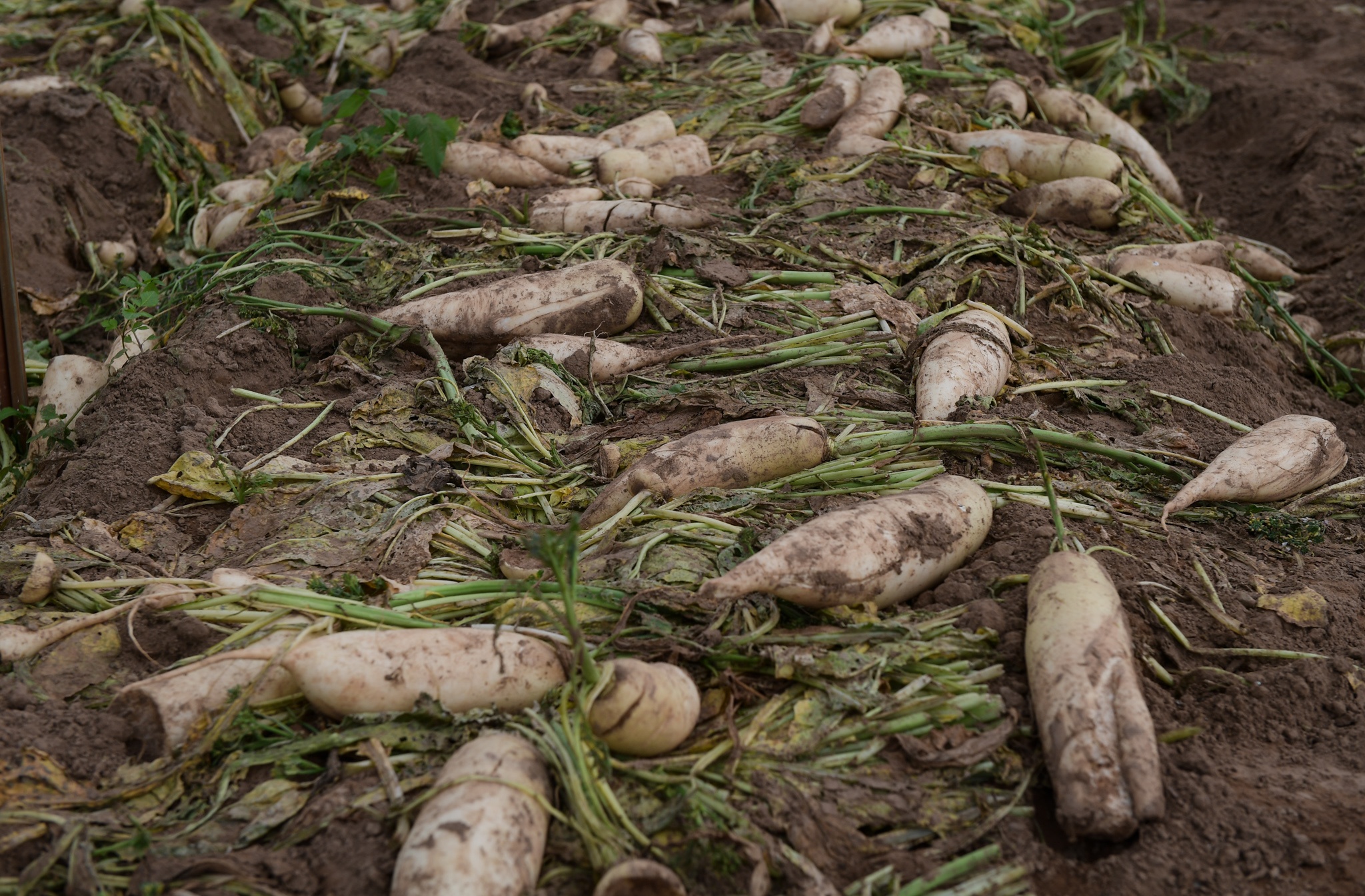 giai cuu nong san Ha Noi anh 4