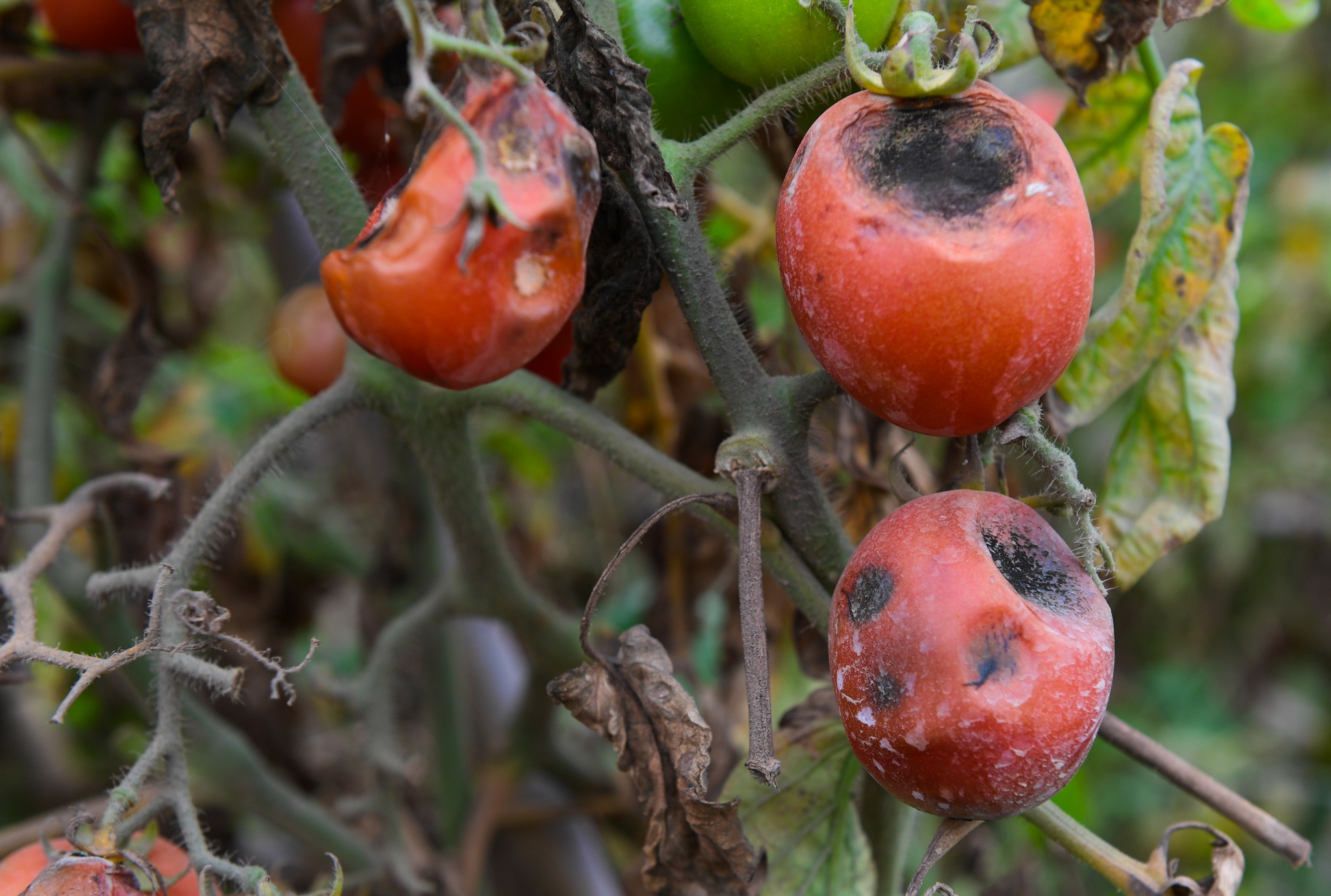 giai cuu nong san Ha Noi anh 6