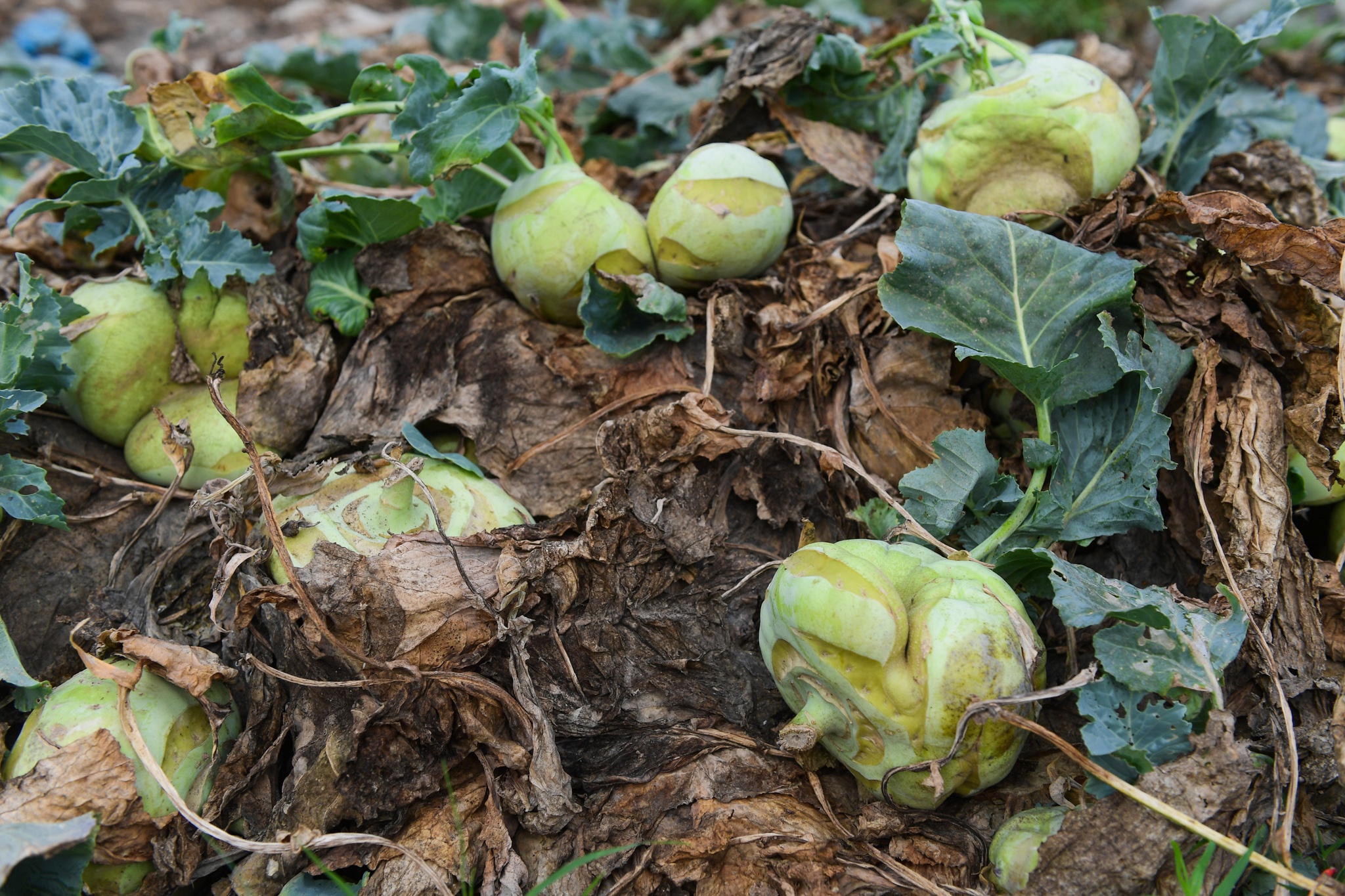 giai cuu nong san Ha Noi anh 5