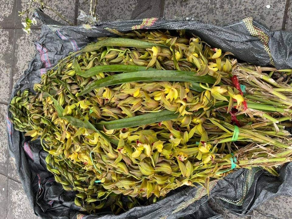 7.000 dong mot canh dia lan kiem Tran Mong anh 1