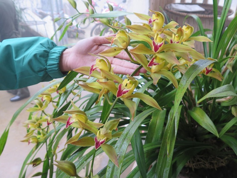 7.000 dong mot canh dia lan kiem Tran Mong hinh anh