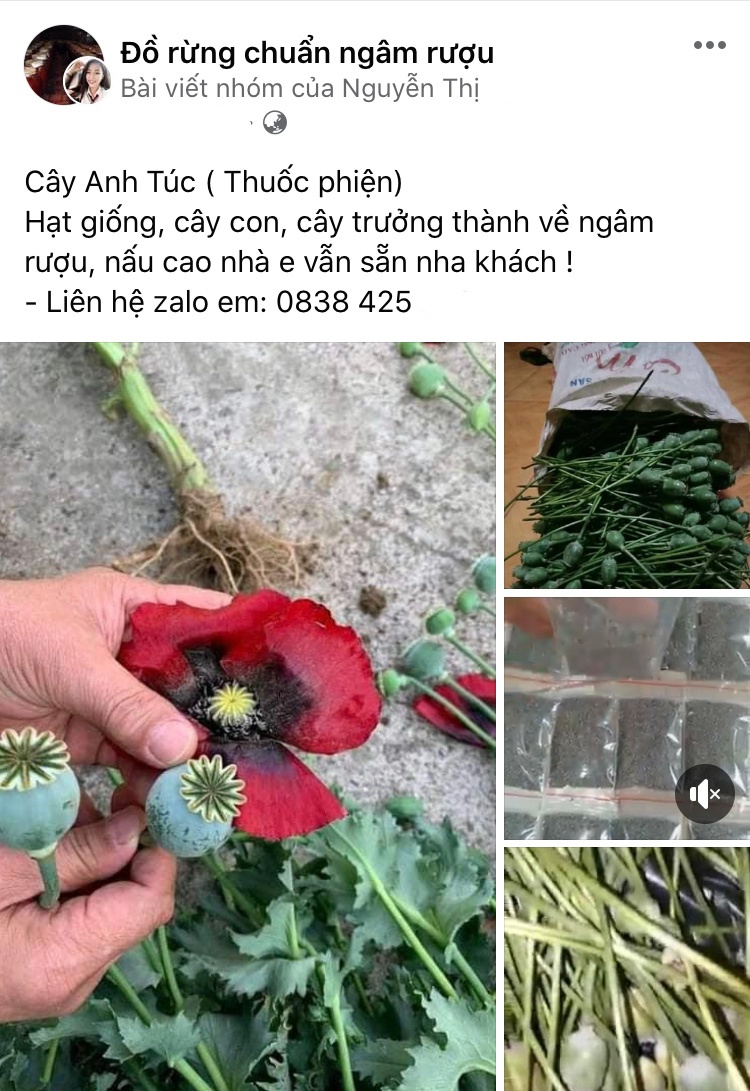 ban cay anh tuc anh 1
