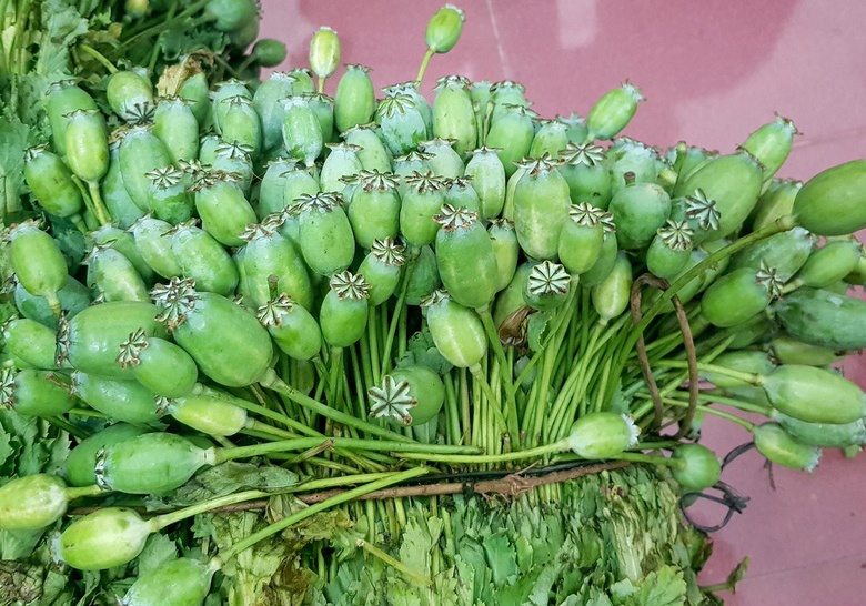 Rao ban cong khai qua cay thuoc phien tren mang hinh anh