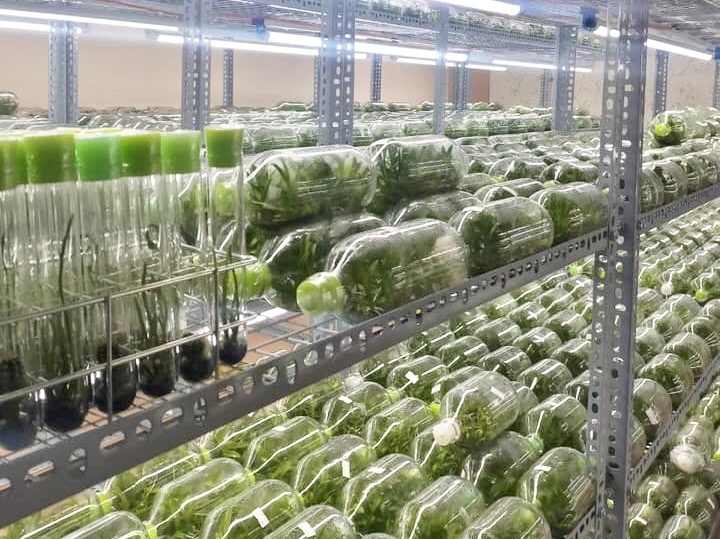 Lan dot bien cay mo rao ban gia re anh 1