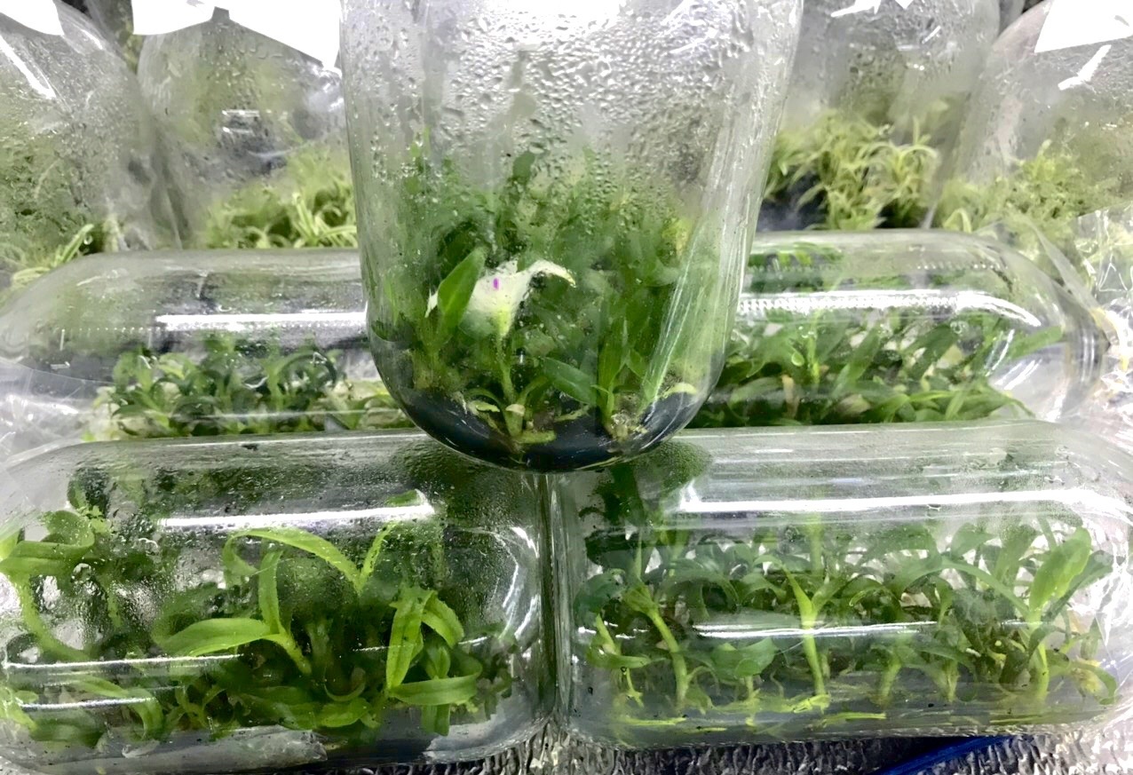 Lan dot bien cay mo rao ban gia re anh 2