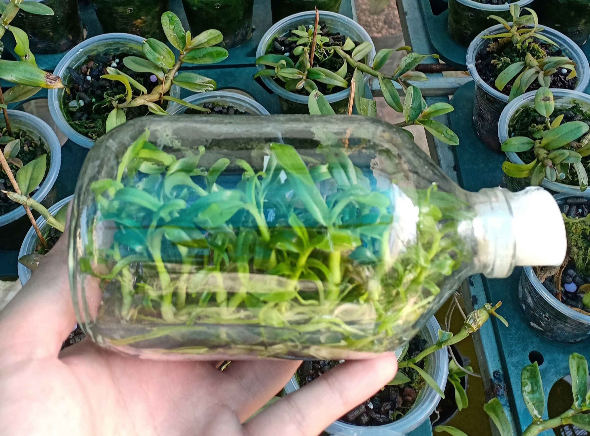 Lan dot bien cay mo gia re nhu rau hinh anh