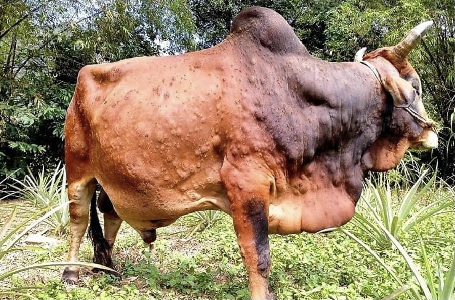 Tieu thuong lao dao vi dich viem da noi cuc o trau, bo hinh anh