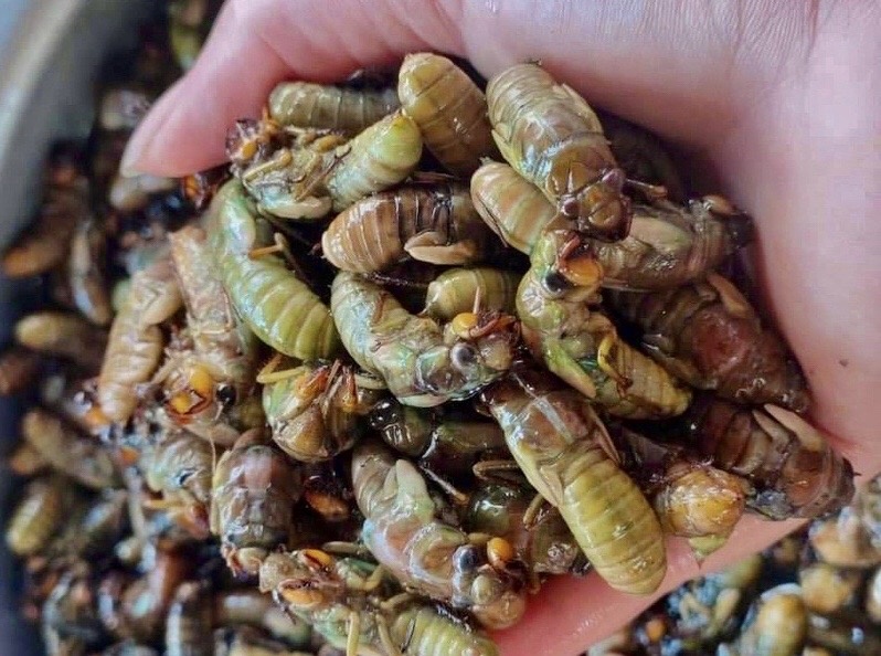 Gan nua trieu dong mot kg nhong ve sau hinh anh