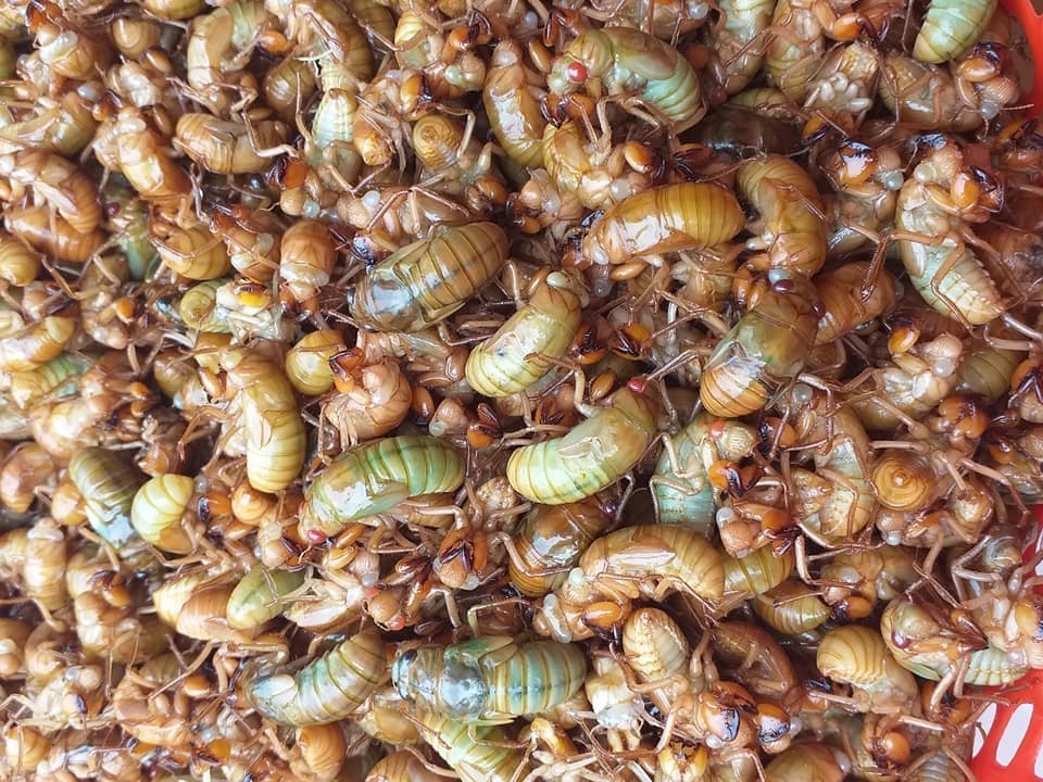 nhong ve sau dau mua gia cao anh 1