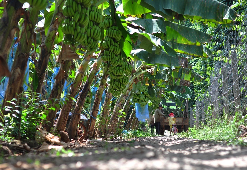 chuoi Dong Nai rot gia anh 2