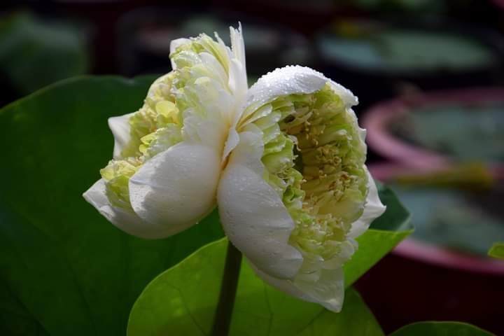 300.000 dong mot canh sen 'di bien' hinh anh