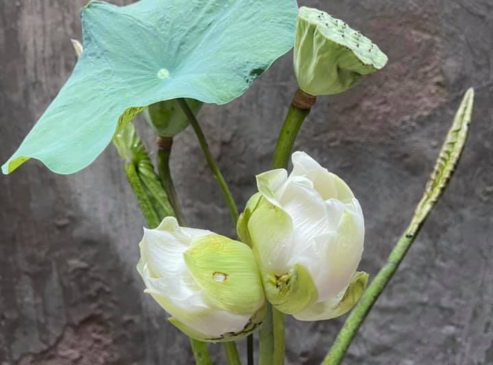 sen tinh de gia cao anh 1