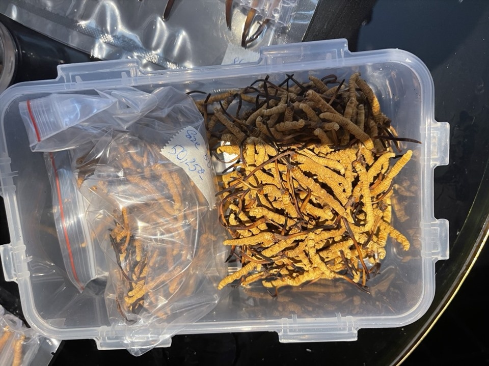 Bat lo hang dong trung ha thao so luong lon tai Ha Noi hinh anh