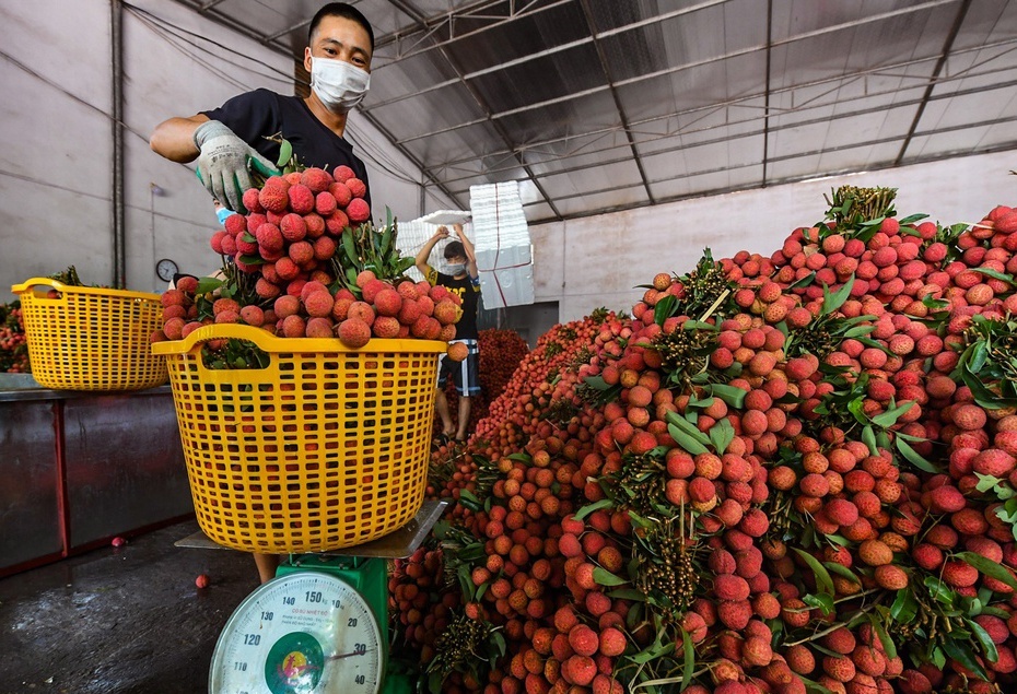 Bac Giang da tieu thu duoc gan 200.000 tan vai thieu hinh anh