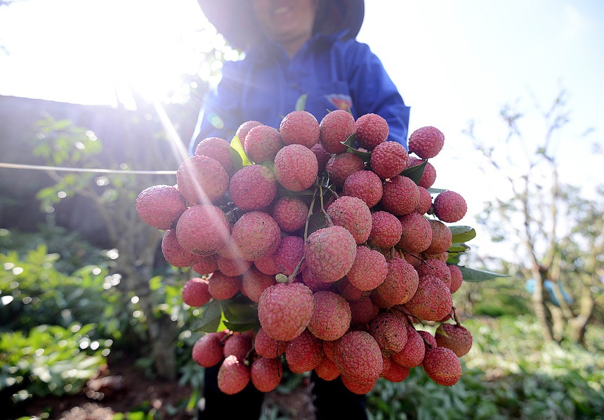Gan het vu vai thieu, nong dan Bac Giang uoc thu hon 6.700 ty dong hinh anh