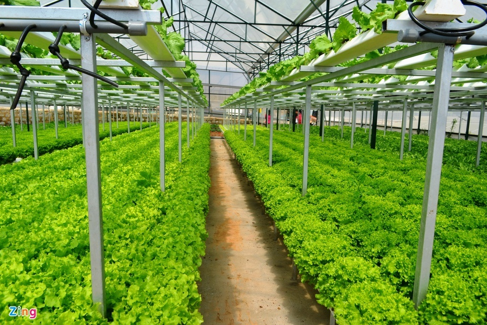 nong san cac tinh vao TP.HCM bi mac ket anh 6