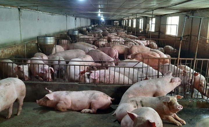 nong san cac tinh vao TP.HCM bi mac ket anh 4