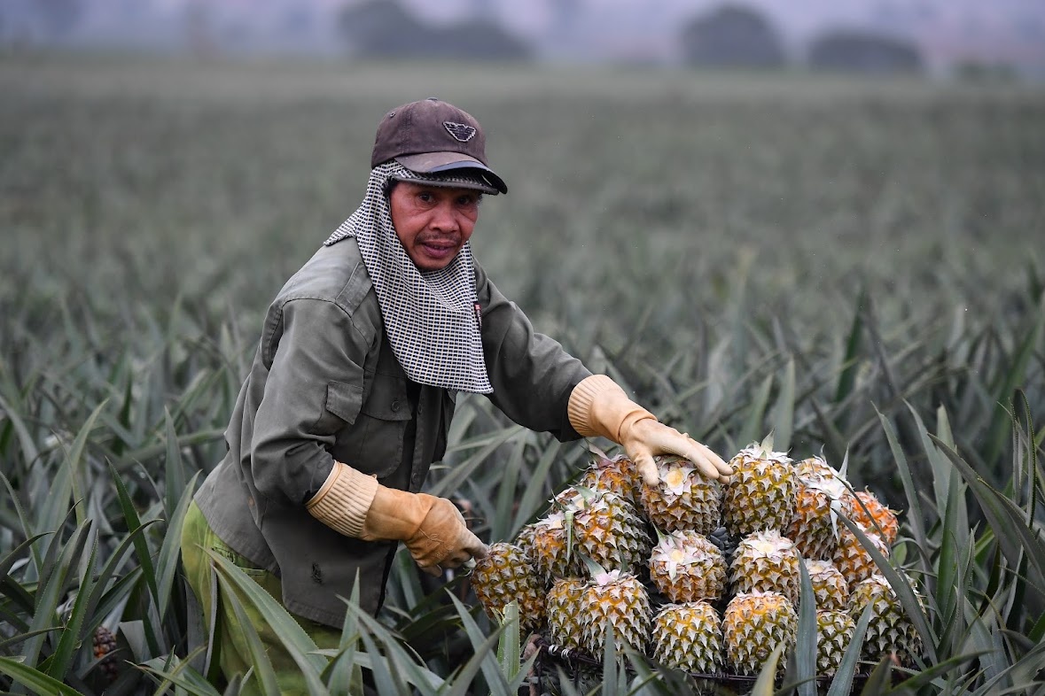 nong san du thua anh 1