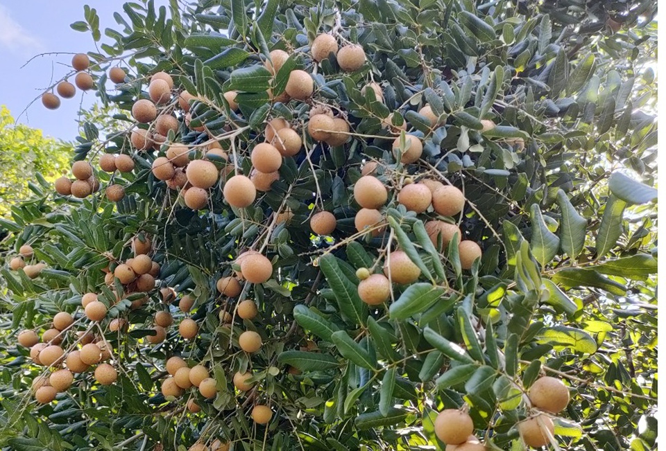 nhan Dong Thap len san thuong mai dien tu anh 1