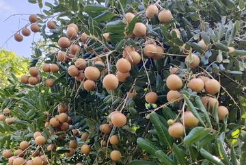 Nhan Dong Thap len san thuong mai dien tu hinh anh