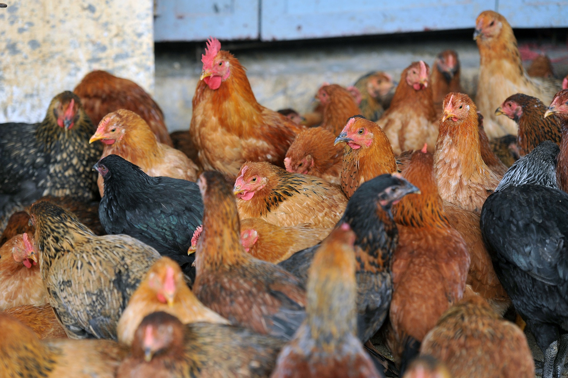 Ga rot gia ky luc, thap nhat con 5.000 dong/kg hinh anh