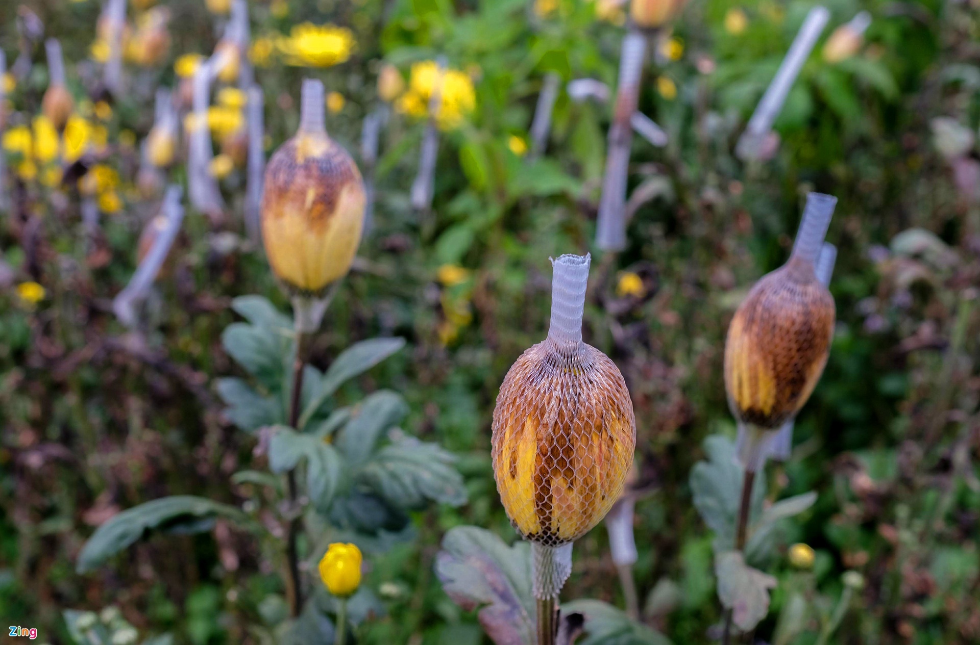 100 triệu cành hoa đà lạt cần tiêu thụ ảnh 2 100 trieu canh hoa da lat can tieu thu anh 2