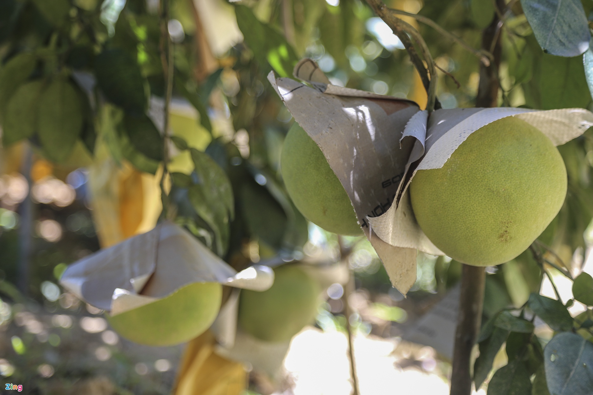 buoi phuc trach anh 4