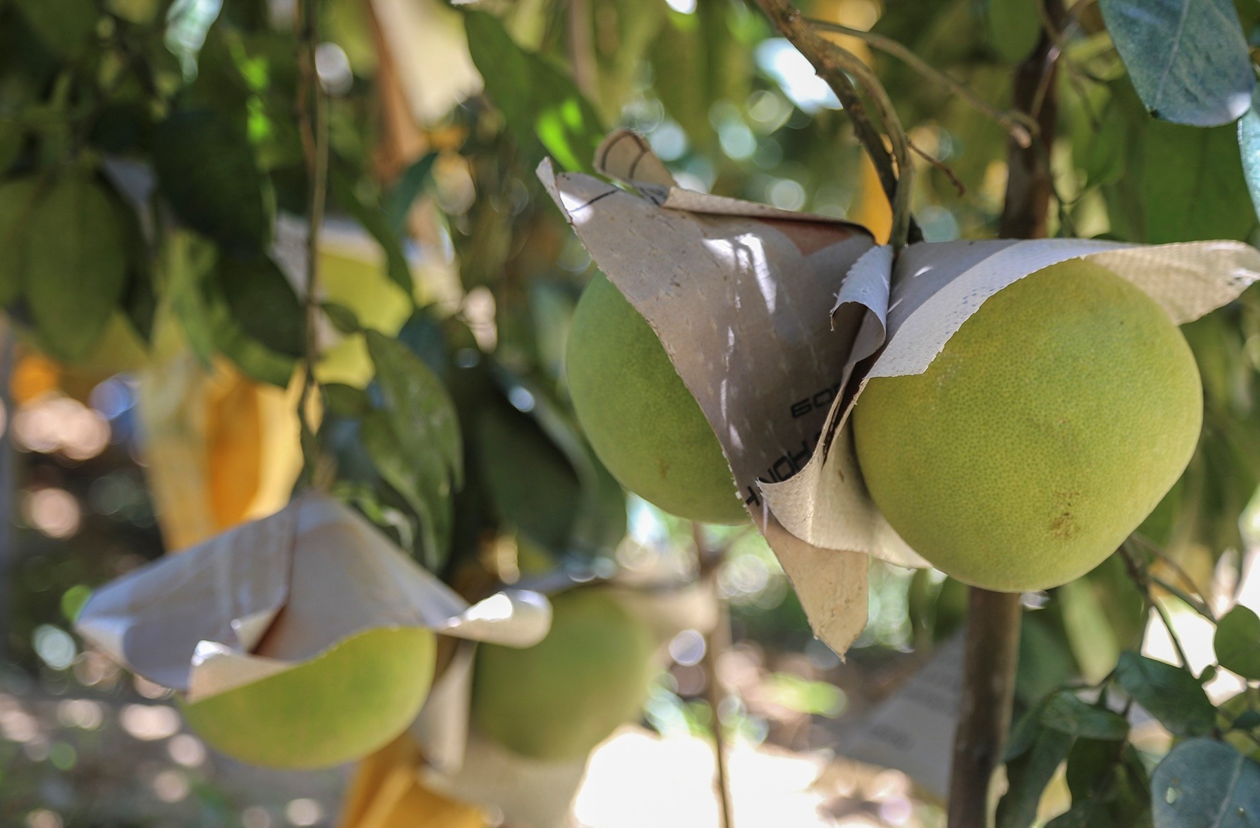 Buoi Phuc Trach len san thuong mai dien tu hinh anh