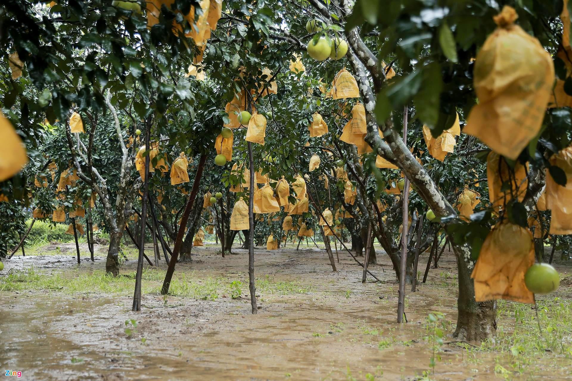 buoi phuc trach anh 1