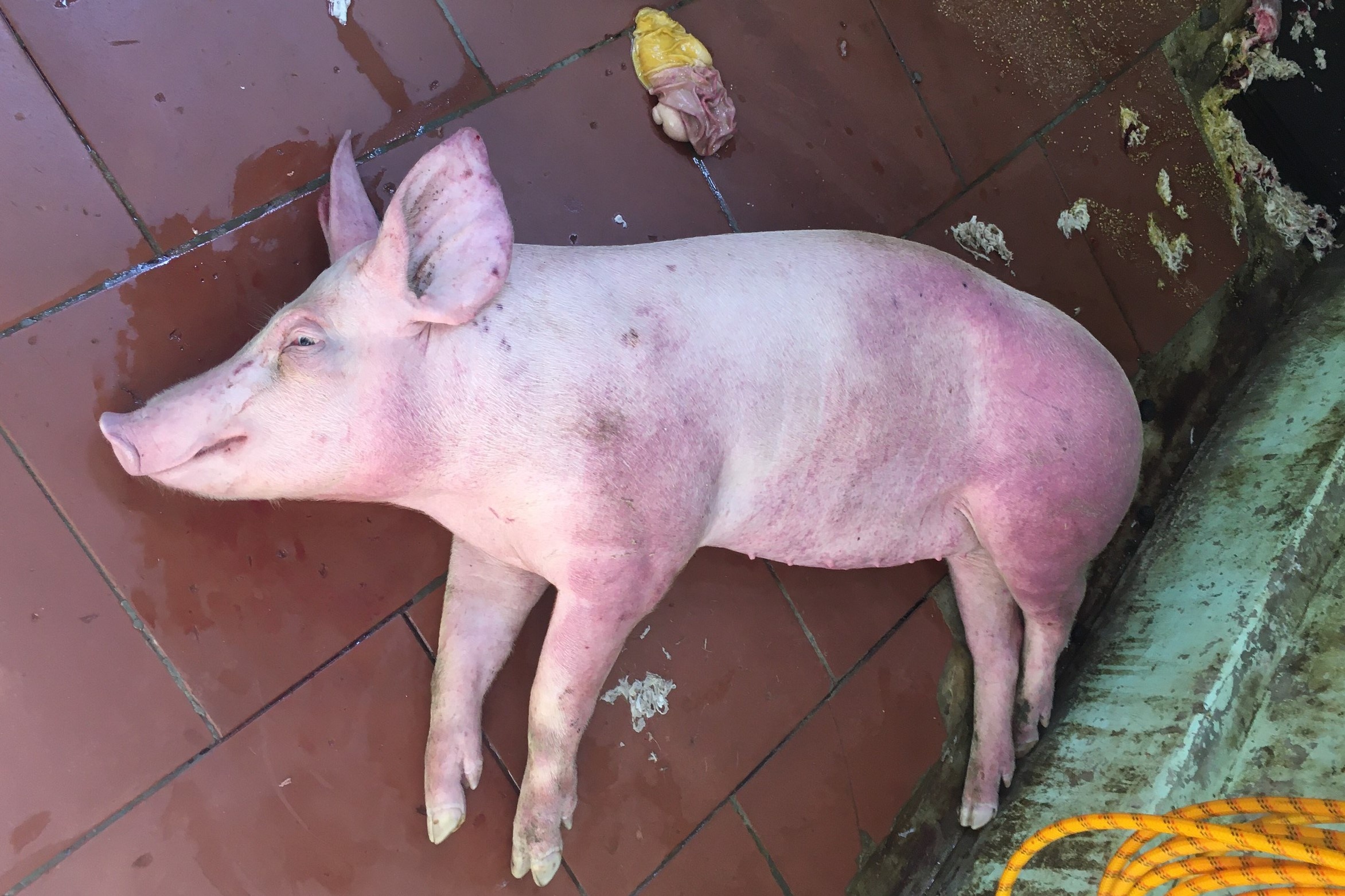 Phat hien 1 tan thit lon oi thiu anh 1